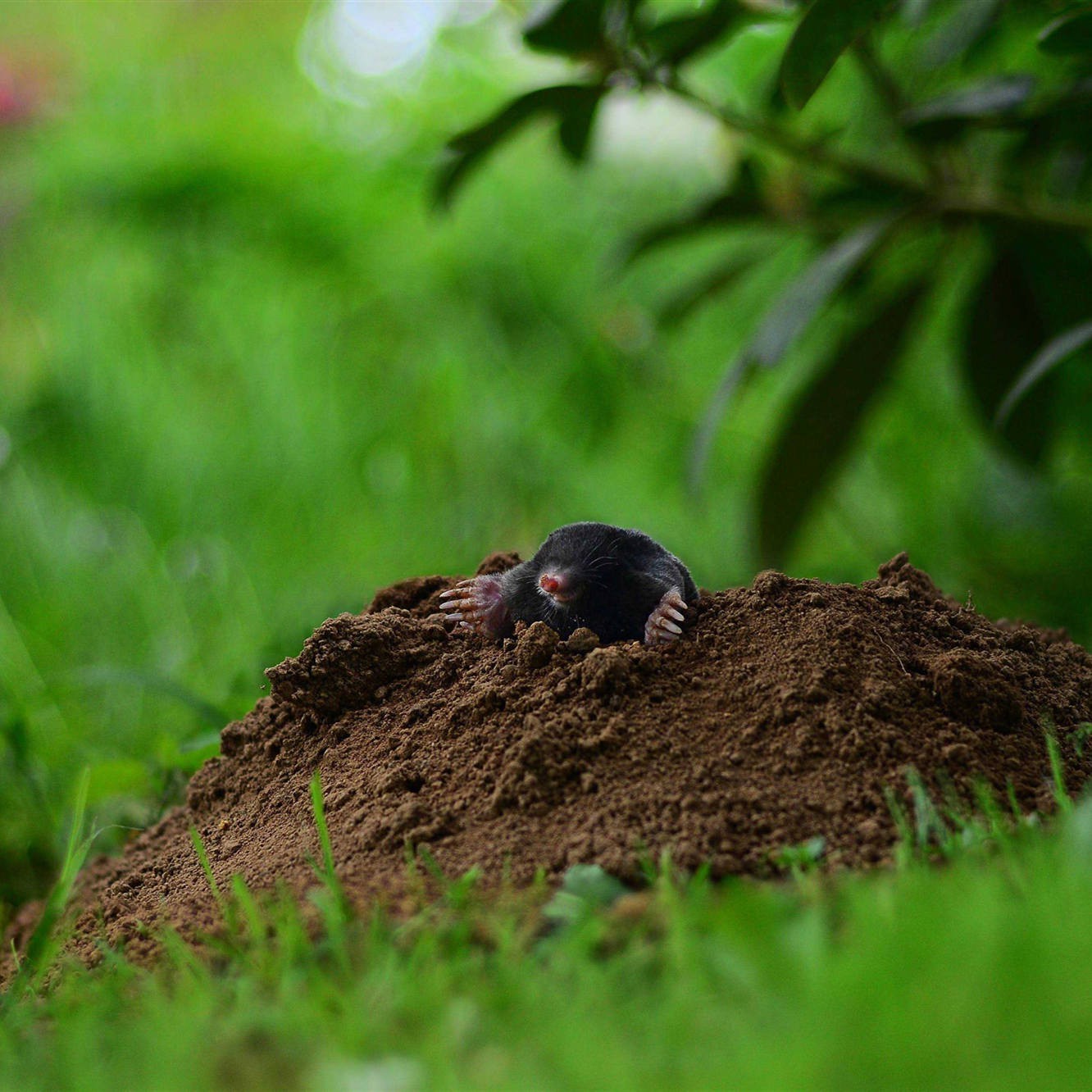 mole