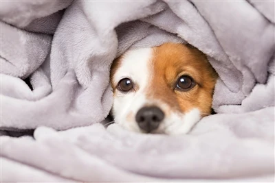 冬に犬を暖かく保つ方法